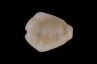 藏品(黃寶螺)的圖片